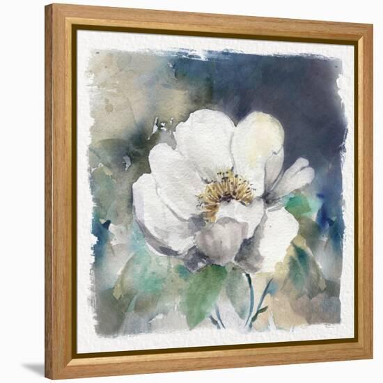 White Washed Peony-Carol Robinson-Framed Stretched Canvas