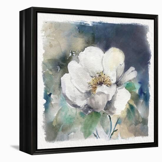 White Washed Peony-Carol Robinson-Framed Stretched Canvas