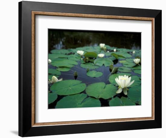 White Water-Lily in Bloom, Comox Valley, British Columbia-Brent Bergherm-Framed Photographic Print