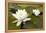 White Water Lily (Nymphaea Alba) in Flower, Scotland, UK, July. 2020Vision Book Plate-Mark Hamblin-Framed Premier Image Canvas