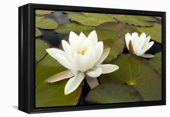 White Water Lily (Nymphaea Alba) in Flower, Scotland, UK, July. 2020Vision Book Plate-Mark Hamblin-Framed Premier Image Canvas