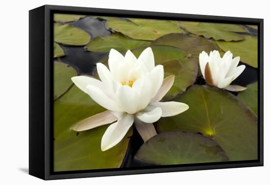 White Water Lily (Nymphaea Alba) in Flower, Scotland, UK, July. 2020Vision Book Plate-Mark Hamblin-Framed Premier Image Canvas