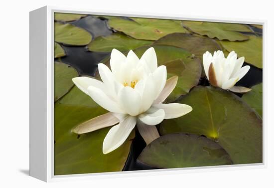 White Water Lily (Nymphaea Alba) in Flower, Scotland, UK, July. 2020Vision Book Plate-Mark Hamblin-Framed Premier Image Canvas