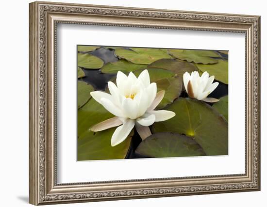 White Water Lily (Nymphaea Alba) in Flower, Scotland, UK, July. 2020Vision Book Plate-Mark Hamblin-Framed Photographic Print