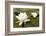 White Water Lily (Nymphaea Alba) in Flower, Scotland, UK, July. 2020Vision Book Plate-Mark Hamblin-Framed Photographic Print