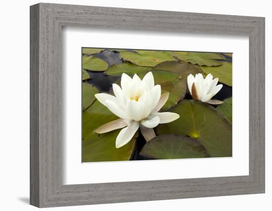 White Water Lily (Nymphaea Alba) in Flower, Scotland, UK, July. 2020Vision Book Plate-Mark Hamblin-Framed Photographic Print