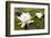 White Water Lily (Nymphaea Alba) in Flower, Scotland, UK, July. 2020Vision Book Plate-Mark Hamblin-Framed Photographic Print