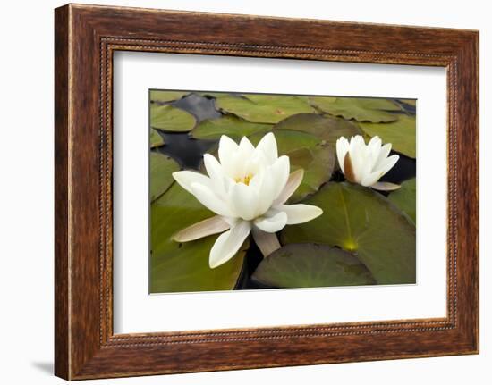 White Water Lily (Nymphaea Alba) in Flower, Scotland, UK, July. 2020Vision Book Plate-Mark Hamblin-Framed Photographic Print