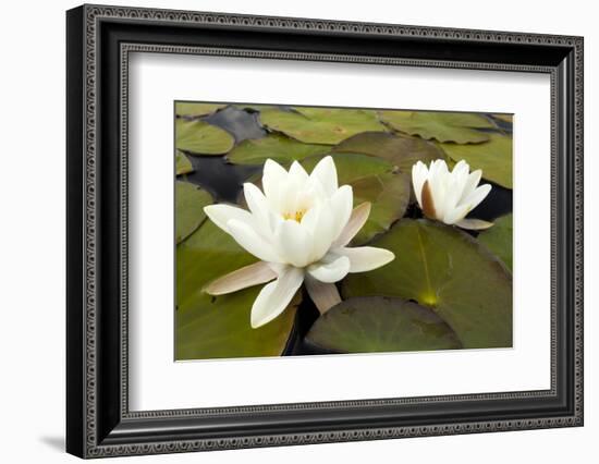 White Water Lily (Nymphaea Alba) in Flower, Scotland, UK, July. 2020Vision Book Plate-Mark Hamblin-Framed Photographic Print