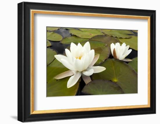 White Water Lily (Nymphaea Alba) in Flower, Scotland, UK, July. 2020Vision Book Plate-Mark Hamblin-Framed Photographic Print