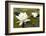 White Water Lily (Nymphaea Alba) in Flower, Scotland, UK, July. 2020Vision Book Plate-Mark Hamblin-Framed Photographic Print