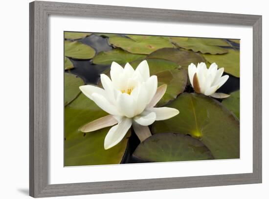 White Water Lily (Nymphaea Alba) in Flower, Scotland, UK, July. 2020Vision Book Plate-Mark Hamblin-Framed Photographic Print