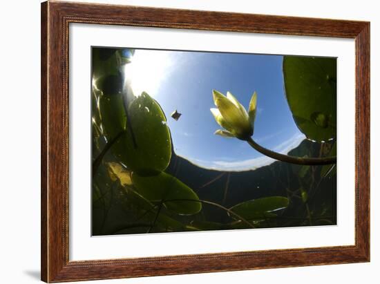 White Water Lily (Nymphea Alba) in Flower, Viewed from Below the Surface, Lake Skadar Np, Montengro-Radisics-Framed Photographic Print