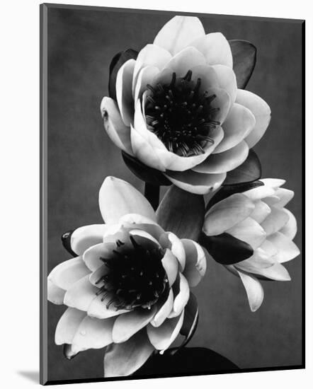 White Water Lily-null-Mounted Premium Giclee Print