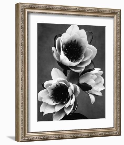 White Water Lily-null-Framed Premium Giclee Print