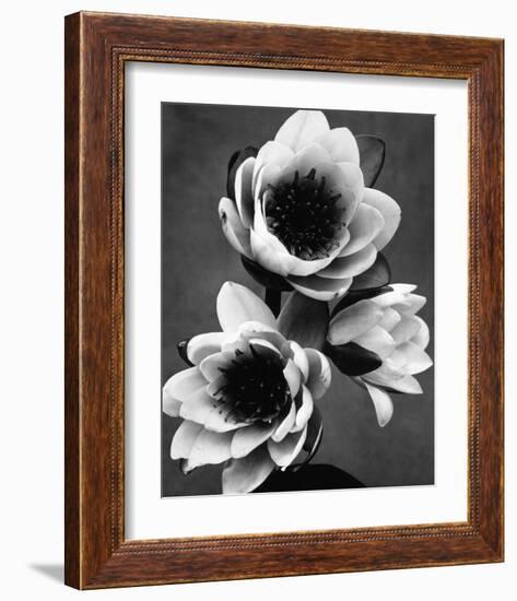 White Water Lily-null-Framed Premium Giclee Print