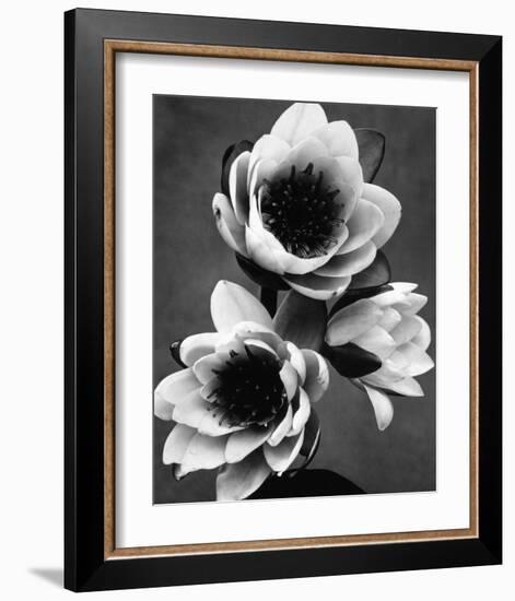 White Water Lily-null-Framed Premium Giclee Print