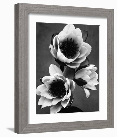 White Water Lily-null-Framed Premium Giclee Print