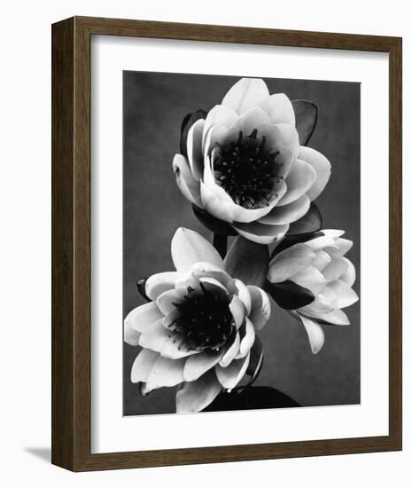 White Water Lily-null-Framed Premium Giclee Print