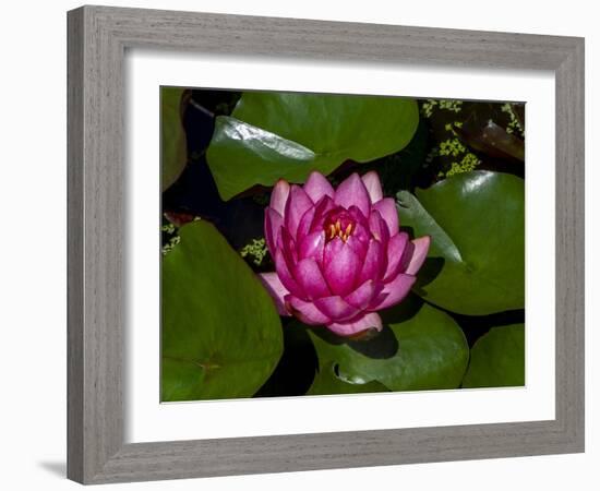 White water rose in botanical gardens-Michael Scheufler-Framed Photographic Print