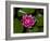 White water rose in botanical gardens-Michael Scheufler-Framed Photographic Print