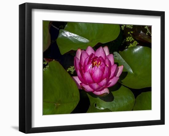 White water rose in botanical gardens-Michael Scheufler-Framed Photographic Print