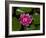 White water rose in botanical gardens-Michael Scheufler-Framed Photographic Print