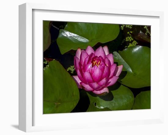 White water rose in botanical gardens-Michael Scheufler-Framed Photographic Print