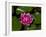 White water rose in botanical gardens-Michael Scheufler-Framed Photographic Print