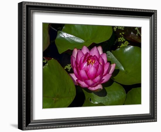 White water rose in botanical gardens-Michael Scheufler-Framed Photographic Print