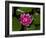 White water rose in botanical gardens-Michael Scheufler-Framed Photographic Print