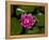 White water rose in botanical gardens-Michael Scheufler-Framed Premier Image Canvas