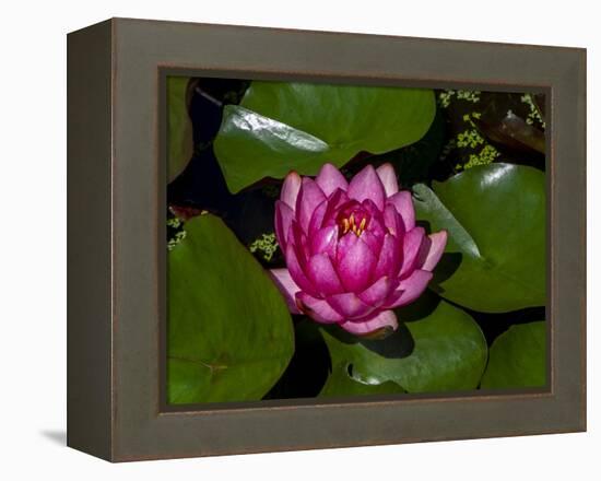 White water rose in botanical gardens-Michael Scheufler-Framed Premier Image Canvas