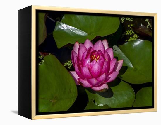 White water rose in botanical gardens-Michael Scheufler-Framed Premier Image Canvas