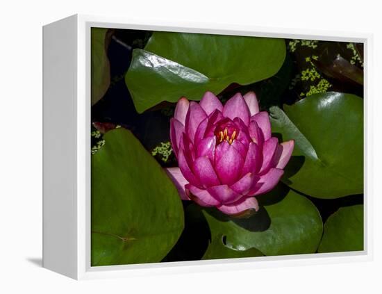 White water rose in botanical gardens-Michael Scheufler-Framed Premier Image Canvas