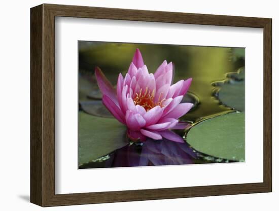 White water rose-Michael Scheufler-Framed Photographic Print