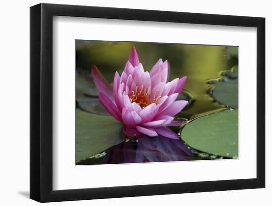 White water rose-Michael Scheufler-Framed Photographic Print