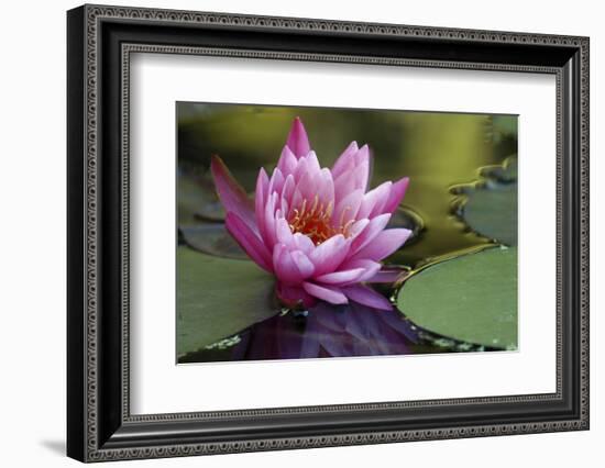 White water rose-Michael Scheufler-Framed Photographic Print