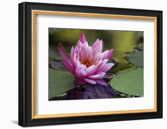 White water rose-Michael Scheufler-Framed Photographic Print