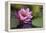 White water rose-Michael Scheufler-Framed Premier Image Canvas