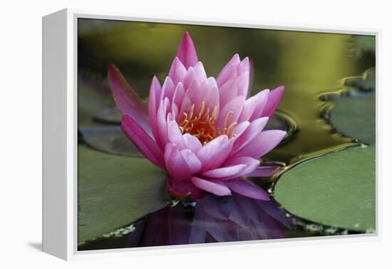 White water rose-Michael Scheufler-Framed Premier Image Canvas