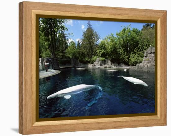 White Whale at the Aquarium, Vancouver, British Columbia, Canada-Alison Wright-Framed Premier Image Canvas