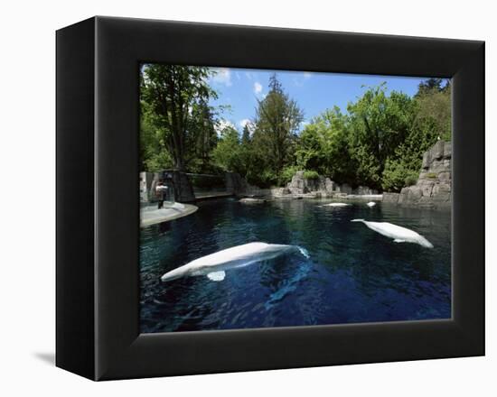 White Whale at the Aquarium, Vancouver, British Columbia, Canada-Alison Wright-Framed Premier Image Canvas