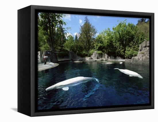 White Whale at the Aquarium, Vancouver, British Columbia, Canada-Alison Wright-Framed Premier Image Canvas