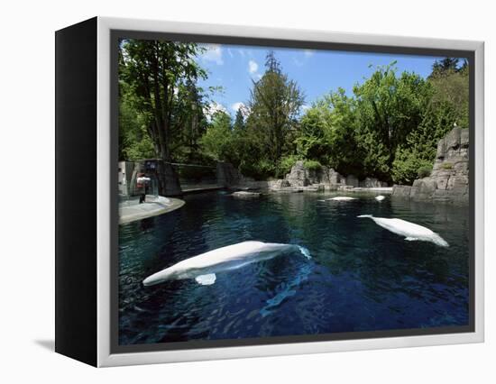 White Whale at the Aquarium, Vancouver, British Columbia, Canada-Alison Wright-Framed Premier Image Canvas