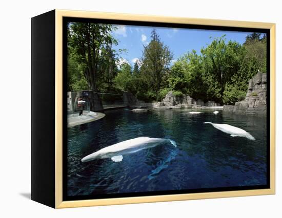 White Whale at the Aquarium, Vancouver, British Columbia, Canada-Alison Wright-Framed Premier Image Canvas