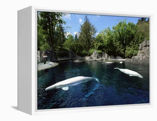 White Whale at the Aquarium, Vancouver, British Columbia, Canada-Alison Wright-Framed Premier Image Canvas