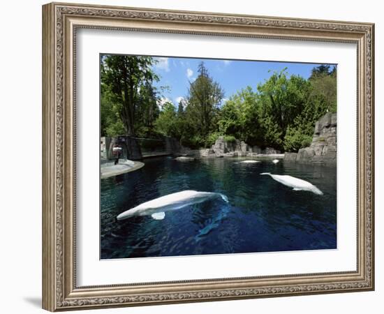 White Whale at the Aquarium, Vancouver, British Columbia, Canada-Alison Wright-Framed Photographic Print