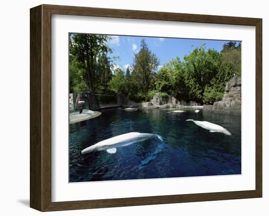 White Whale at the Aquarium, Vancouver, British Columbia, Canada-Alison Wright-Framed Photographic Print