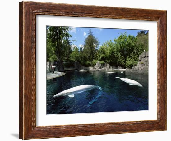 White Whale at the Aquarium, Vancouver, British Columbia, Canada-Alison Wright-Framed Photographic Print
